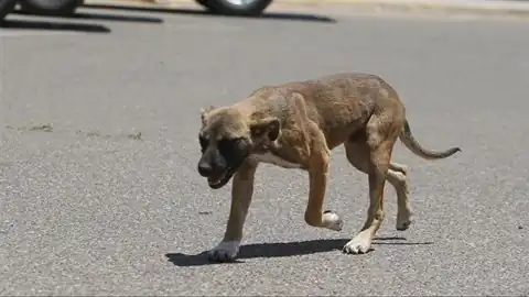 العثور على جنين داخل فم كلب ضال ببولاق الدكرور